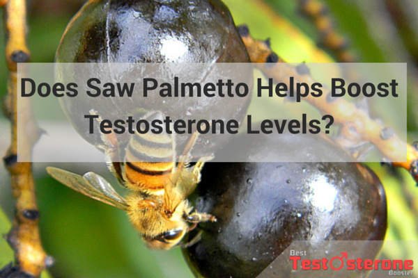 sawpalmetto testosterone