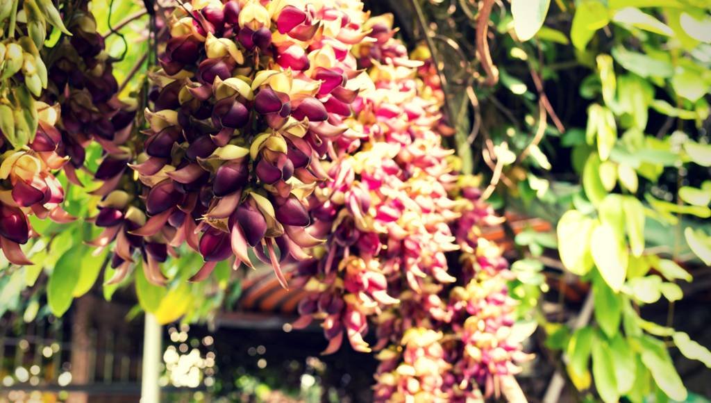 Mucuna Pruriens Supplements