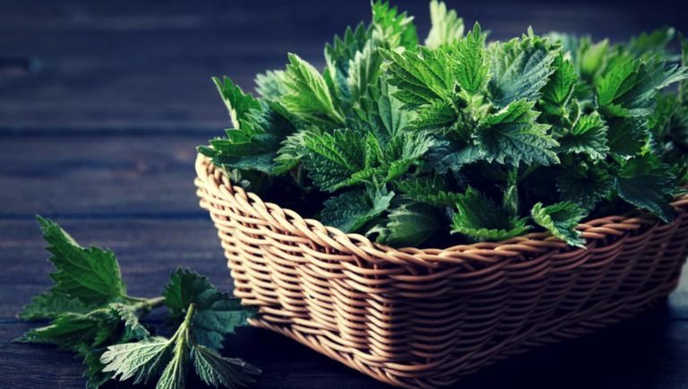 Stinging Nettle Root Extracts