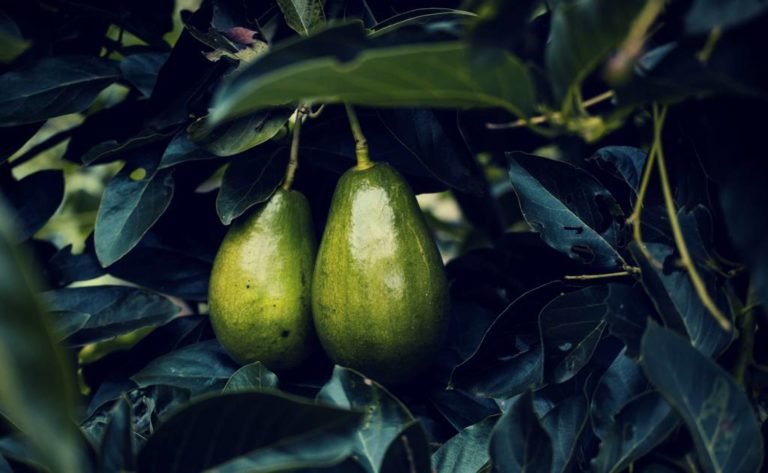 avocado contains higher amount of boron