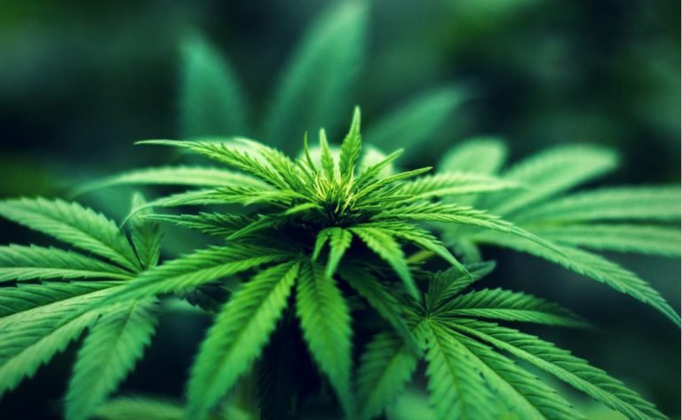 Does Marijuana Affects Testosterone Levels