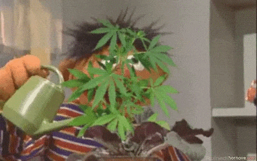 marijuana farmer
