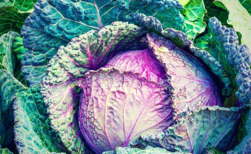 cabbage as an anti estrogen food